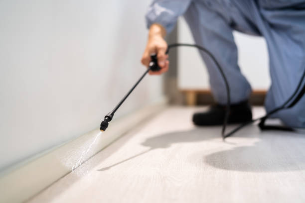 Licensed Wasp Removal service in Conroe, TX - Show Me Pest Control